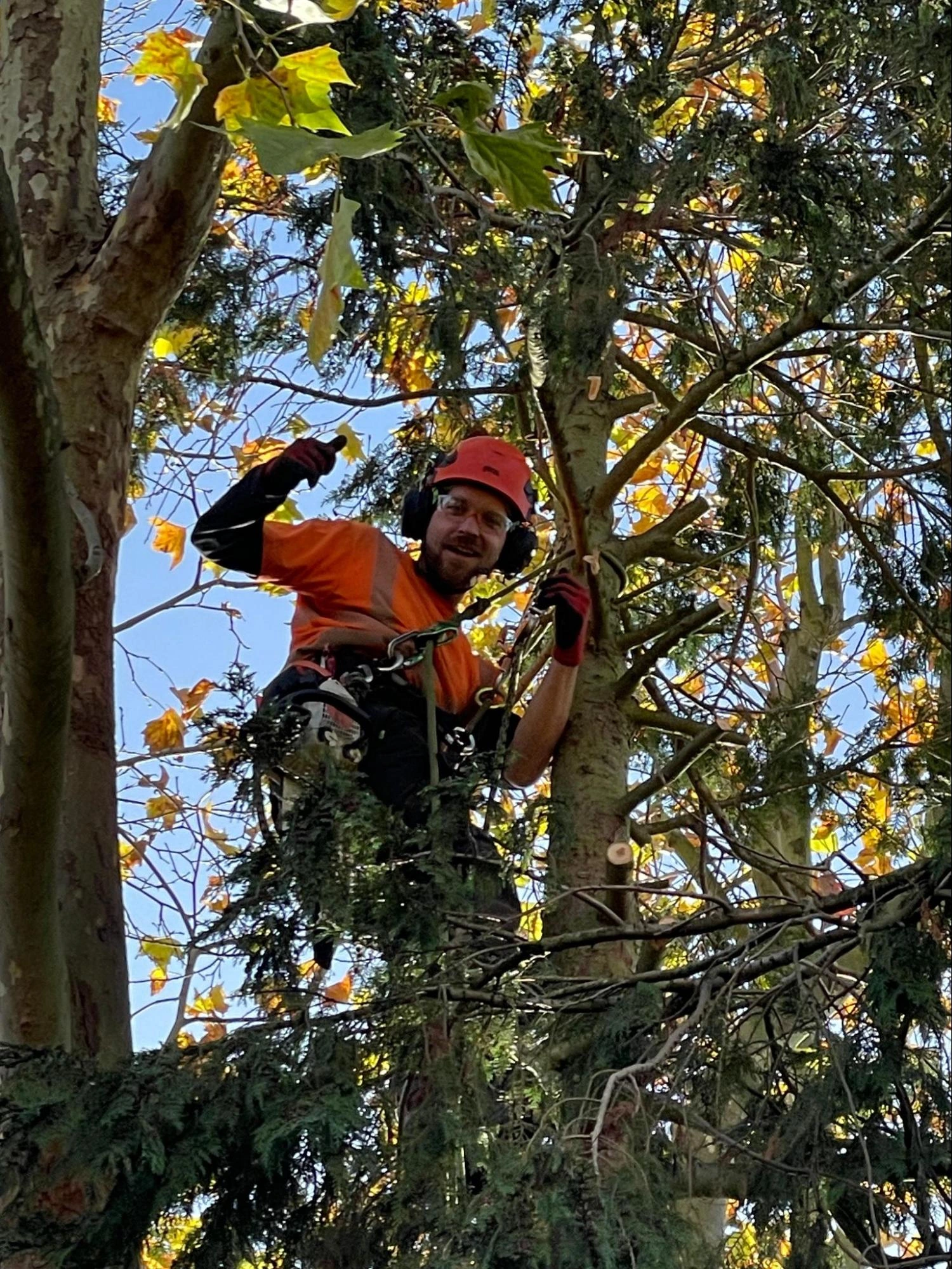 Epping Tree Care Experts